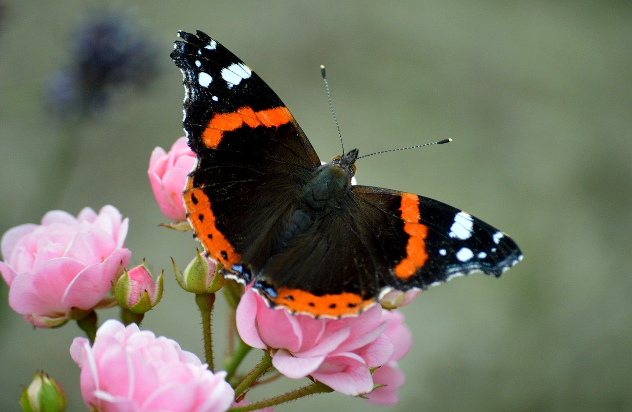 butterfly, admiral, edelfalter, insect, animal, vanessa atalanta, entomology, species, butterflies, red admiral, fauna, hd background, only, close up, wildlife, animal world, foraging, roses, shrub rose