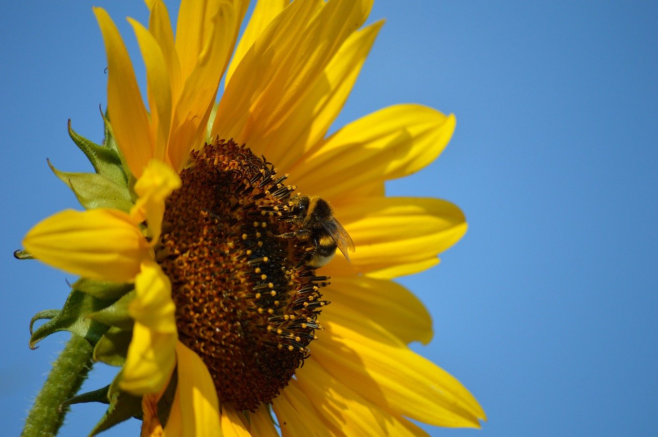 bumblebee, nectar, hd wallpaper, foraging, insect, bee, pollen, animal, animal world, wildlife, sunflower, blossom, bloom, plant, nature, yellow, summer, close up, macro, petals, nature wallpaper, flower wallpaper, tubular flowers, blue sky