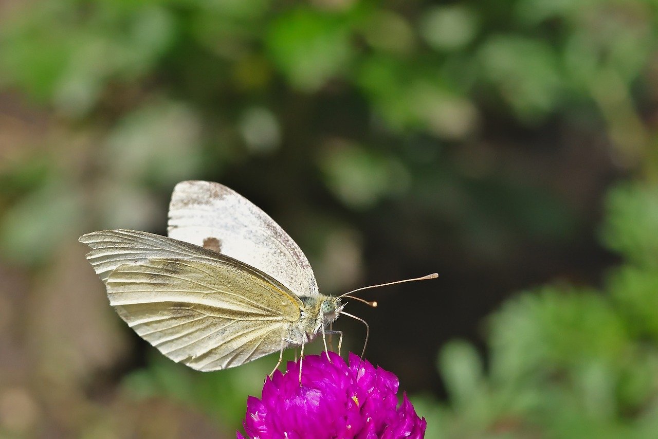butterfly, white, insect, blossom, bloom, close up, garden, summer, wing, butterflies, plant, food intake, nature