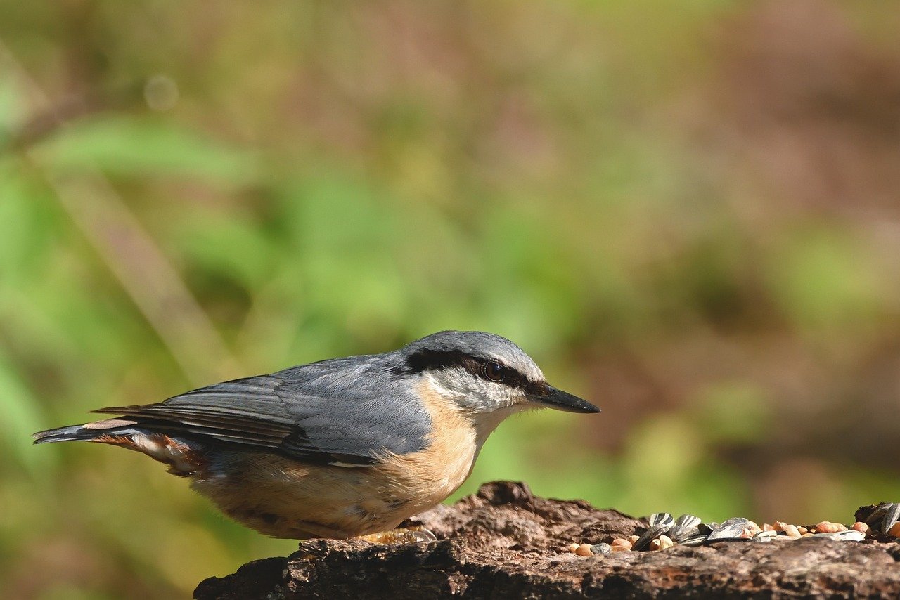 nuthatch, bird, nature, plumage, ornithology, tree, bird watching, beak, sitting, nature photography, park, animal photography, hd background