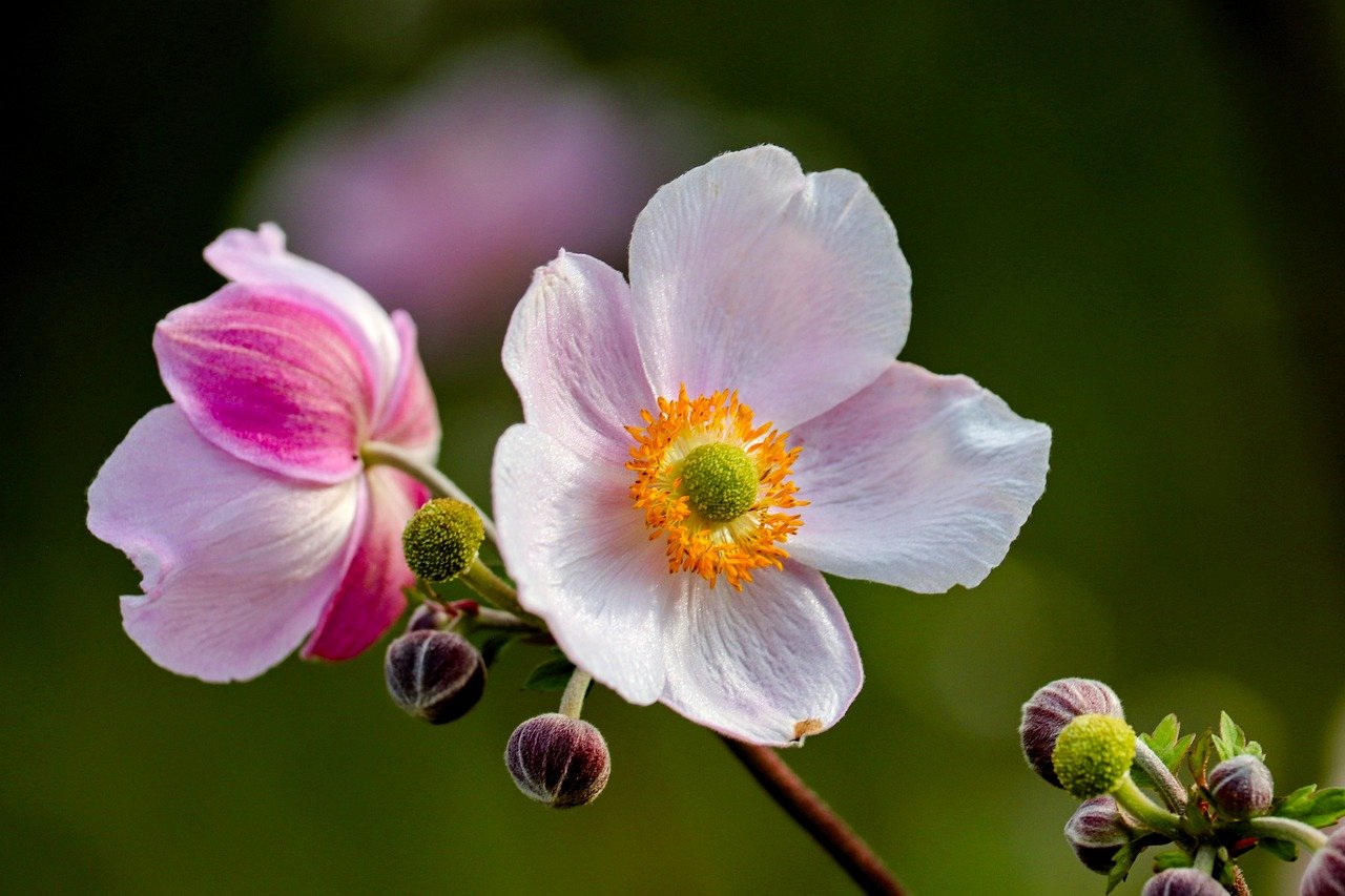 autumn anemone, beautiful flowers, anemone, bud, flower wallpaper, blossom, bloom, garden plant, nature, garden flower, flower, flower background, petals, flora