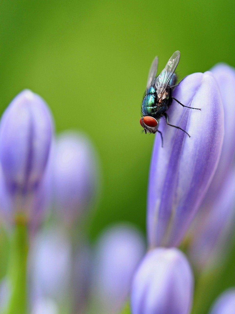 fly, insect, macro, close up, nature, lily, blossom, bloom, petals, garden, ornamental lily, mobile wallpaper, iphone wallpaper, phone wallpaper