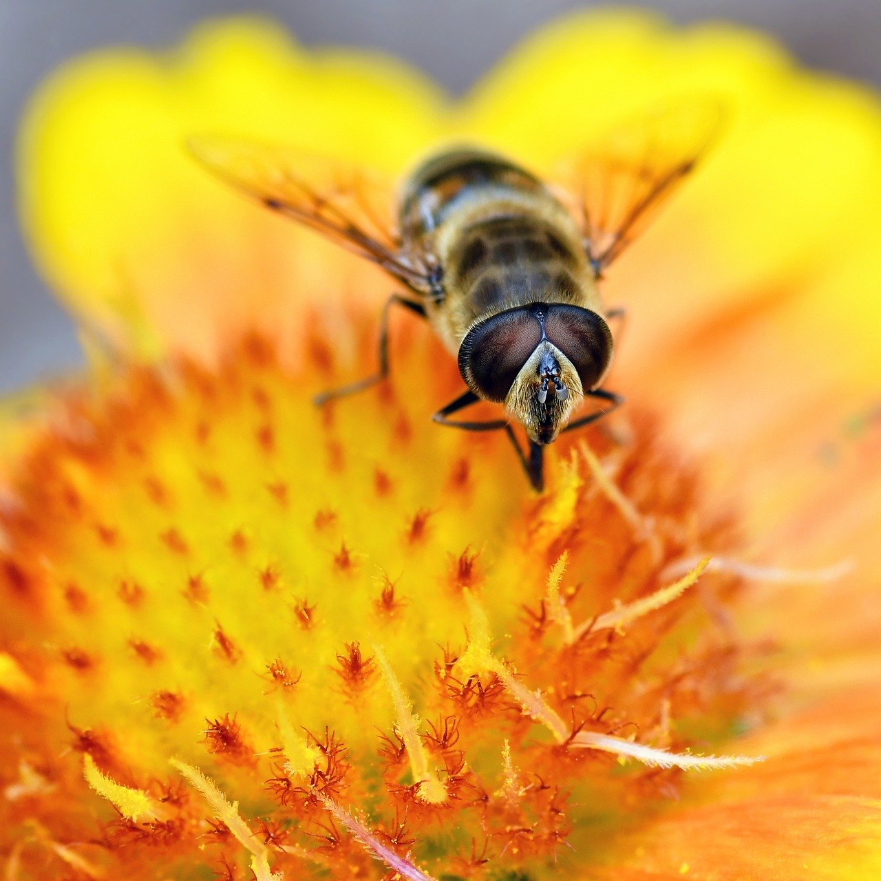 bee, insect, pollination, nature, forage, flower, flower wallpaper, yellow, orange, flower background, beautiful flowers, macro