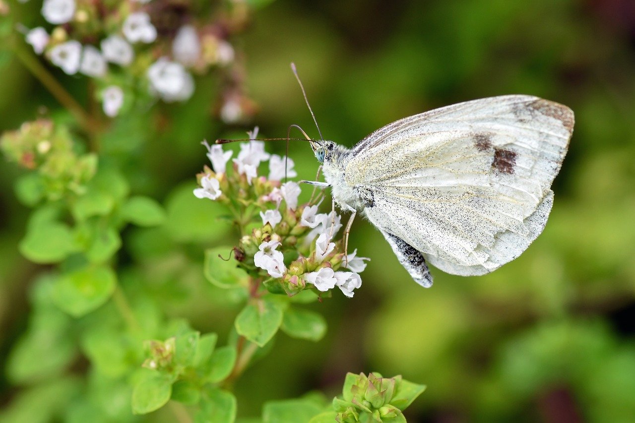 butterfly, insect, beautiful flowers, flower wallpaper, nature, wings, white, flower background, macro, flowers, foliage, green