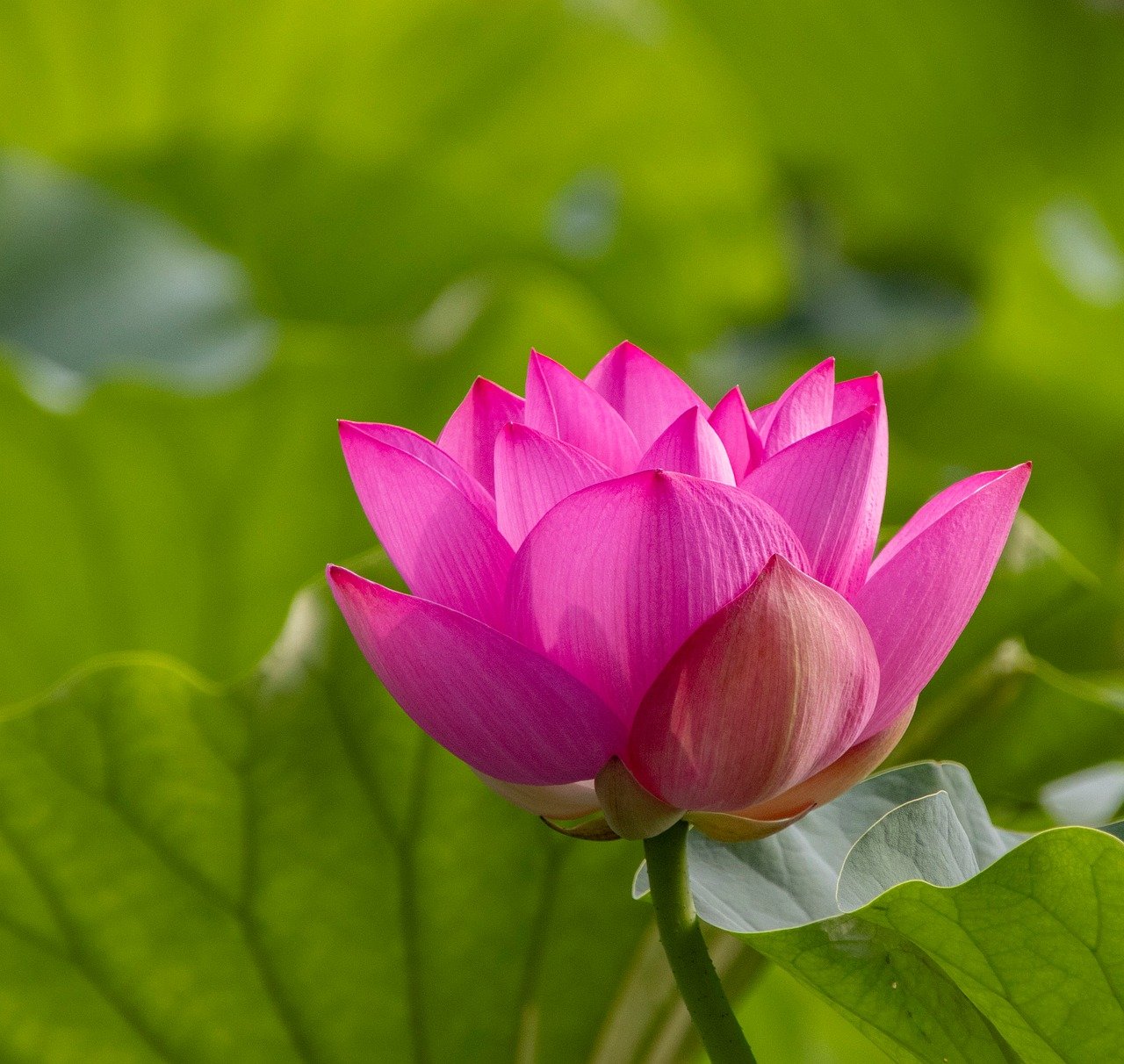 lotus, flower, flower background, pond, beautiful flowers, plant, nature, bloom, flora, petals, blossom, flower wallpaper, pink, summer