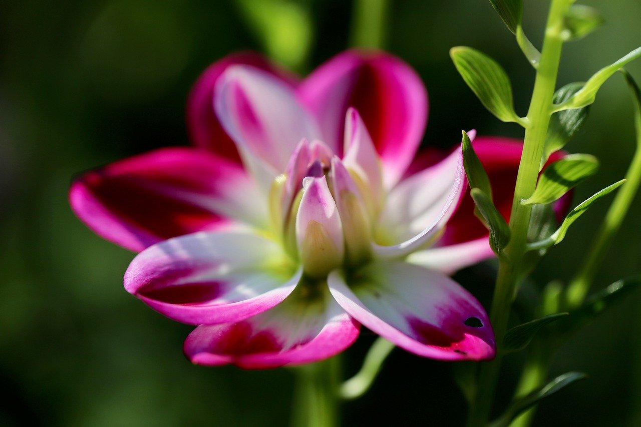dahlia, dahlia flower, two-tone, hd wallpaper, petals, glaive, blossom, bloom, beautiful flowers, flower wallpaper, background