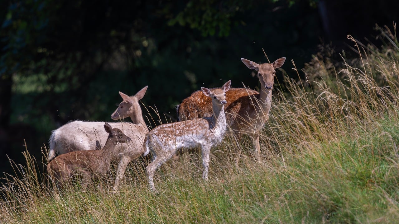 deer, fallow, group, doe, fawn, nature