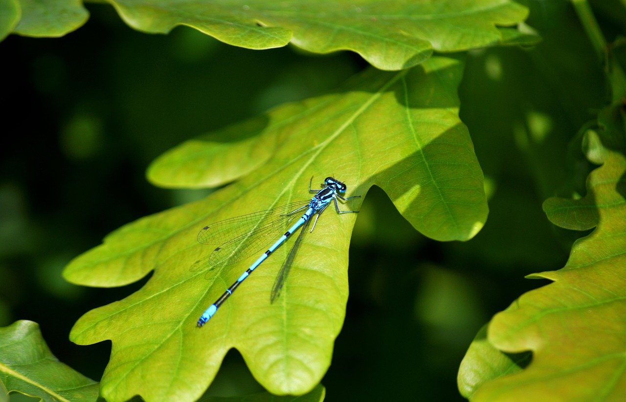 spear-damselfly, dragon-fly, dragonfly, dragonfly species, coenagrionidae, insect, animal, nature, leaf, coenagrion hastulatum, nature wallpaper