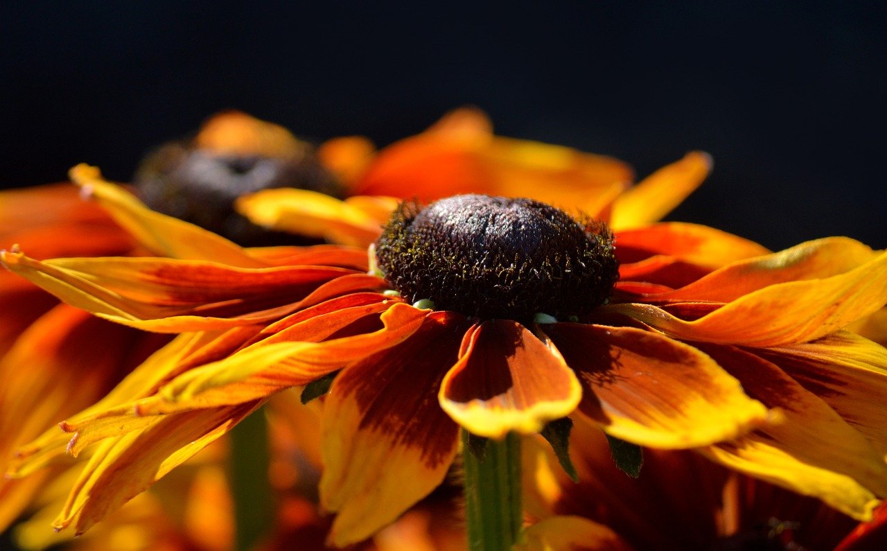 summer rudbeckia, coneflower, black-eyed rudbeckie, blossoms, close up, flower, beautiful bloom, backlighting, floral background, flower background, flower wallpaper, flowers wallpaper, nature, composites, beautiful flowers, hd wallpaper, black background