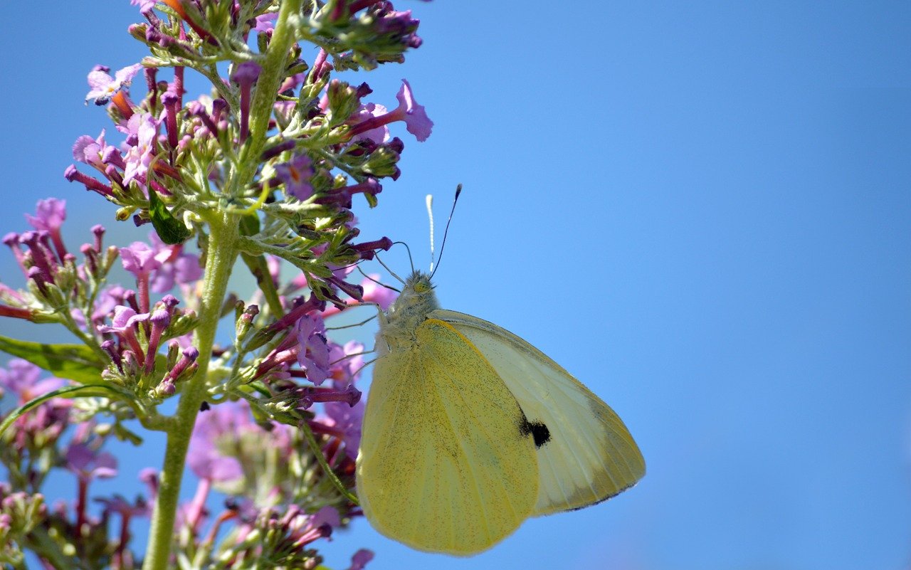 butterfly, little cabbage white butterfly, white, insect, entomology, butterfly lilac, buddleia, common buddleia, butterfly bush, lilac spear, garden, nature, blossom, bloom, animal, nectar, edelfalter, foraging, floral background, flower wallpaper, nature wallpaper, hd wallpaper, butterflies