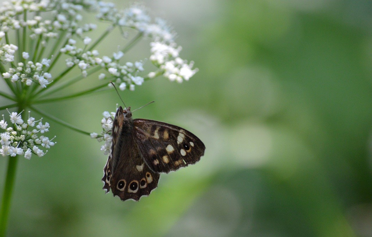 forest board game, butterfly, eye butterfly, edelfalter, insect, nature, animal, greedy, ground elder blossom, medicinal plant, wild plant, white flowers, close up, blossoms, nature wallpaper, hd background
