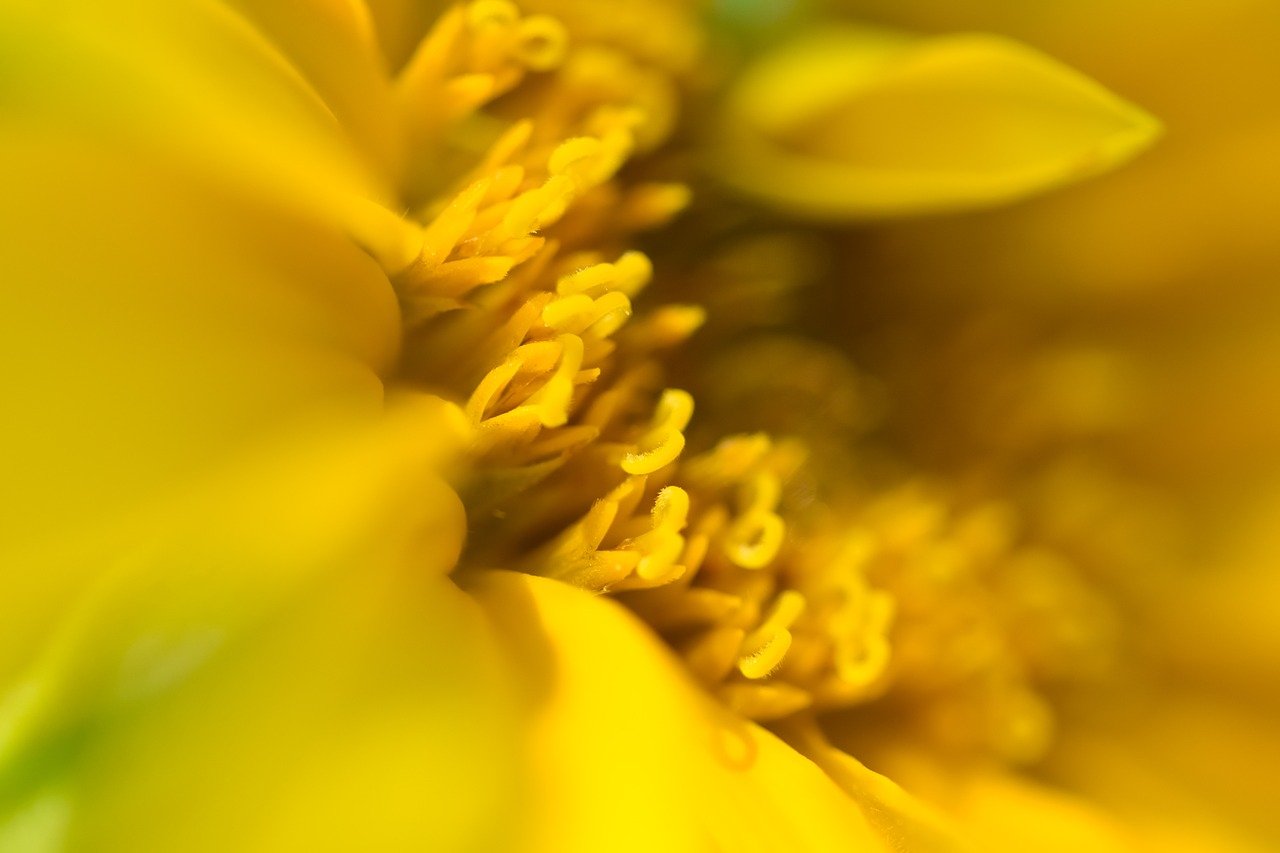 flower, blossom, bloom, yellow, macro, nature, flower wallpaper, plant, close up, hd wallpaper, flora, botany, garden, pollen, nectar