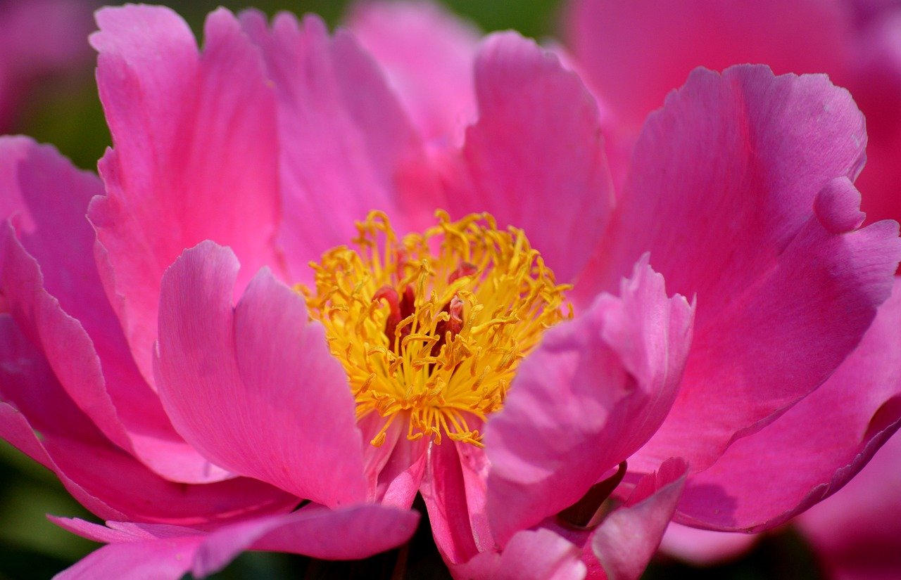peony, flower wallpaper, beautiful flowers, hd wallpaper, flower, nature, flora, flowers background, blossom, bloom, ornamental plant, pink, flower background, floral background, blossomed, petals, stamens, summer, garden