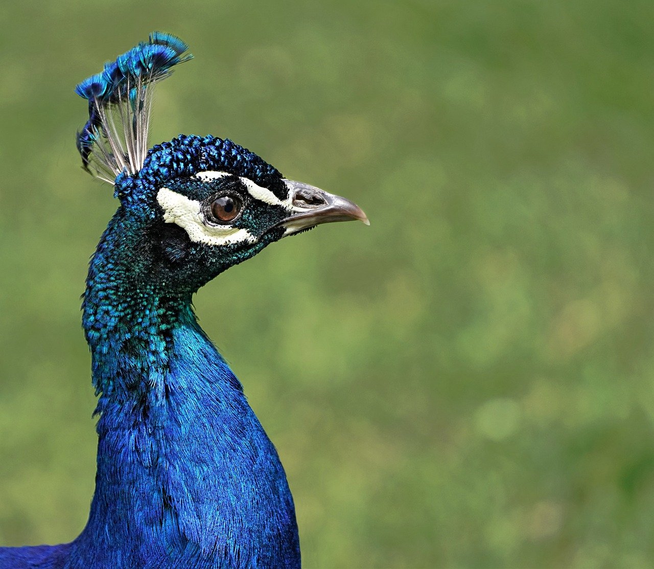 peacock, bird, feathers, plumage, colorful, blue, animal, fauna, nature, ornithology