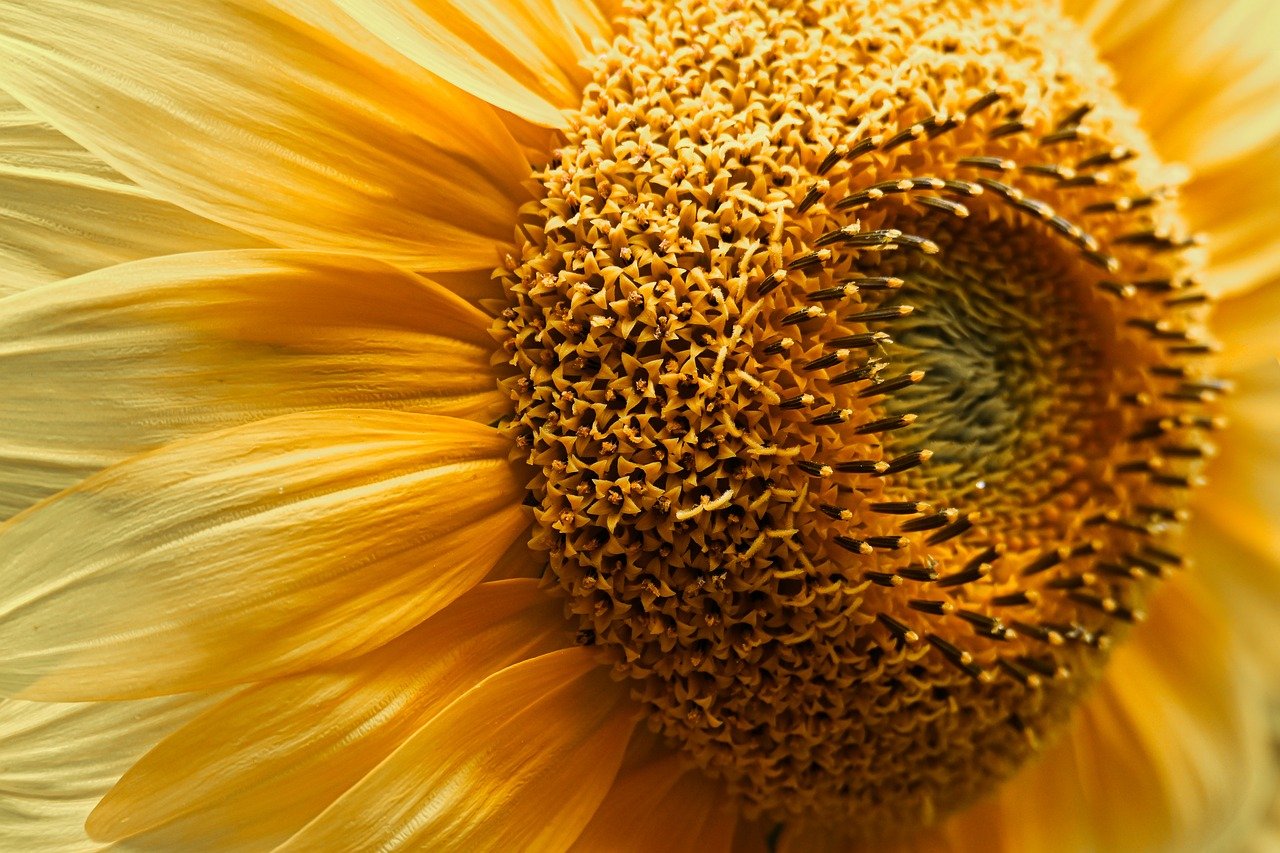 sunflower, flower, blossom, bloom, yellow, macro, nature, flower wallpaper, flower background, plant, beautiful flowers, close up, flora, botany, garden, hd wallpaper, pollen, nectar