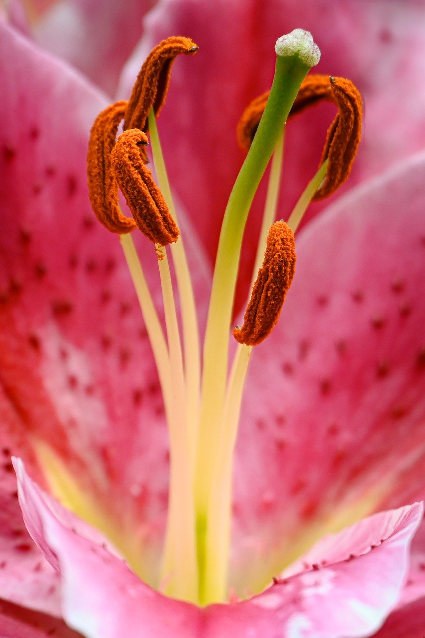 lilies, flower, flower wallpaper, blossom, bloom, flora, garden, plant, close up, petals, botany, mobile wallpaper, beautiful flowers, flower background, macro, nature