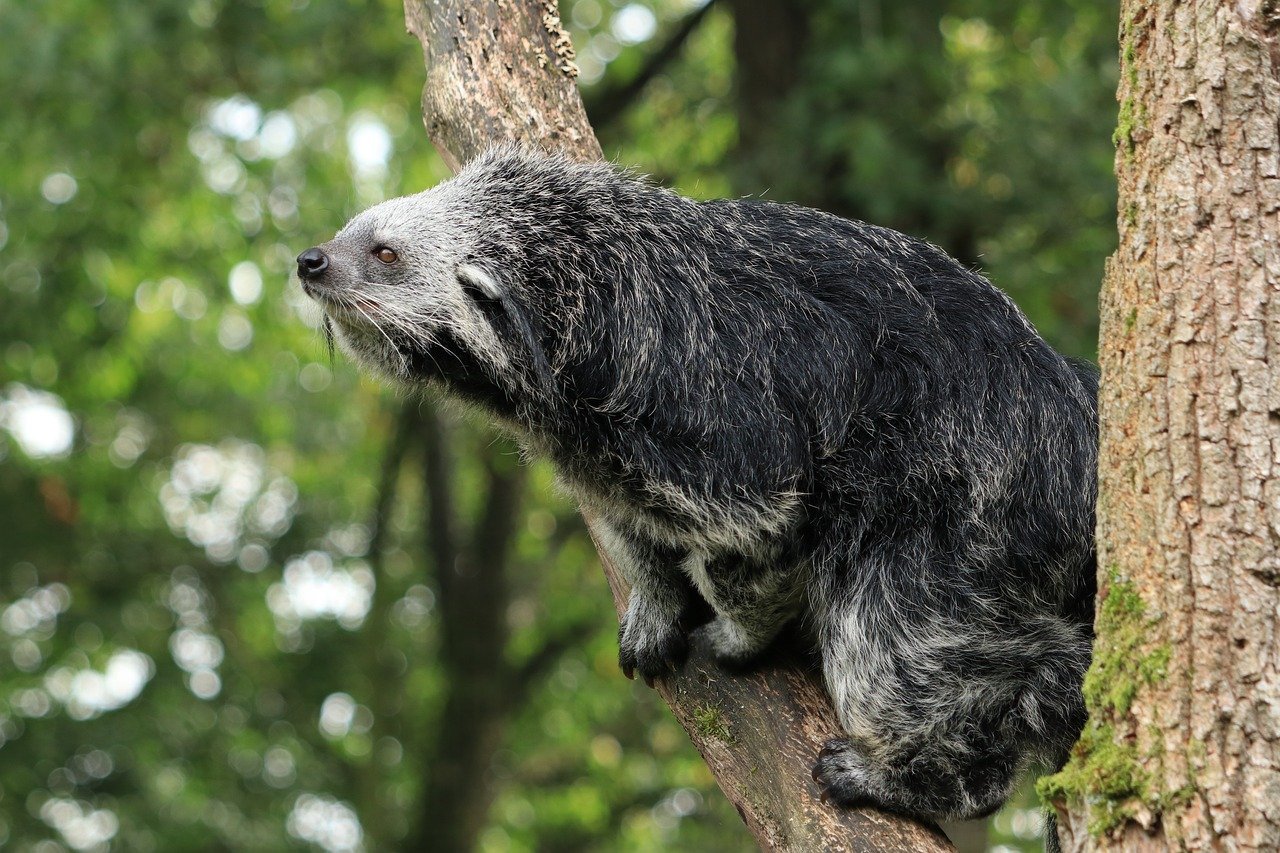 binturong, animal, bear cat, animal kingdom, fauna, nature, mammal, predator, civet, omnivore, tree climber, carnivore, wild animals