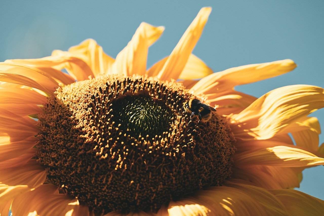 sunflower, bumblebee, insect, pollination, nature, flower wallpaper, flora, flower, blossom, bloom, plant, petals, yellow, close up, garden, botany, summer, hd wallpaper, macro