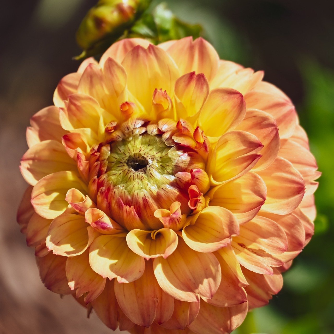 dahlia, nature, flower wallpaper, blossom, bloom, flower, flora, petals, plant, close up, garden, beautiful flowers, botany, garden dahlia, flower background, late summer, summer, dahlia flowers
