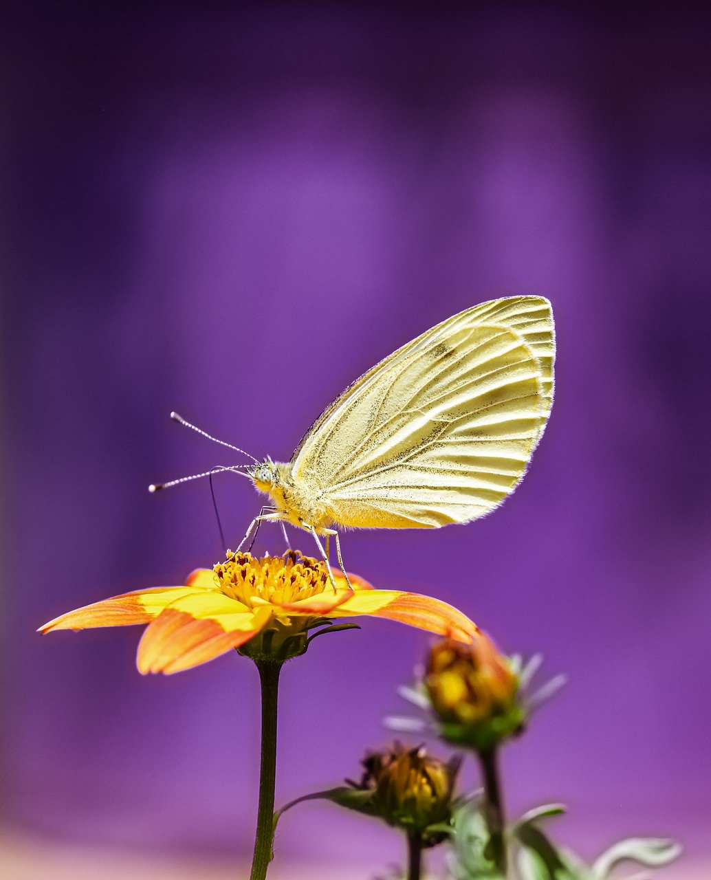 butterfly, insect, close up, blossom, bloom, pollination, garden, wing, summer, butterflies, entomology, plant, pollinate, nectar, flower, nature