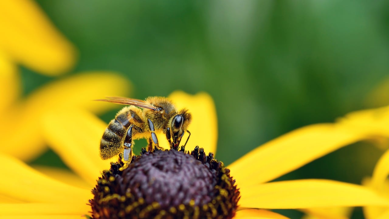 bee, flower wallpaper, insect, pollination, nature, flower background, beautiful flowers, forage, yellow, flower, macro