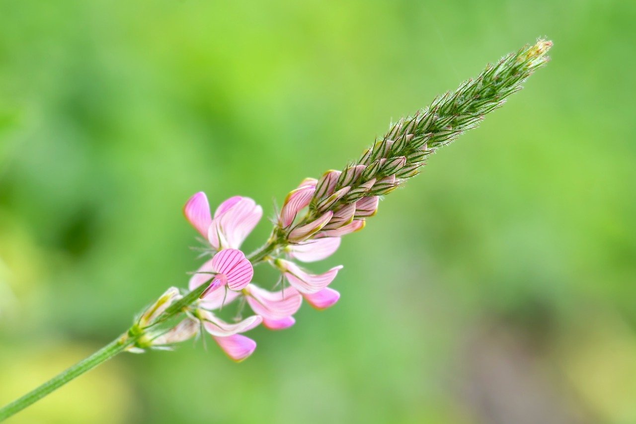 flower, petals, nature, plants, pink, rod, vegetation
