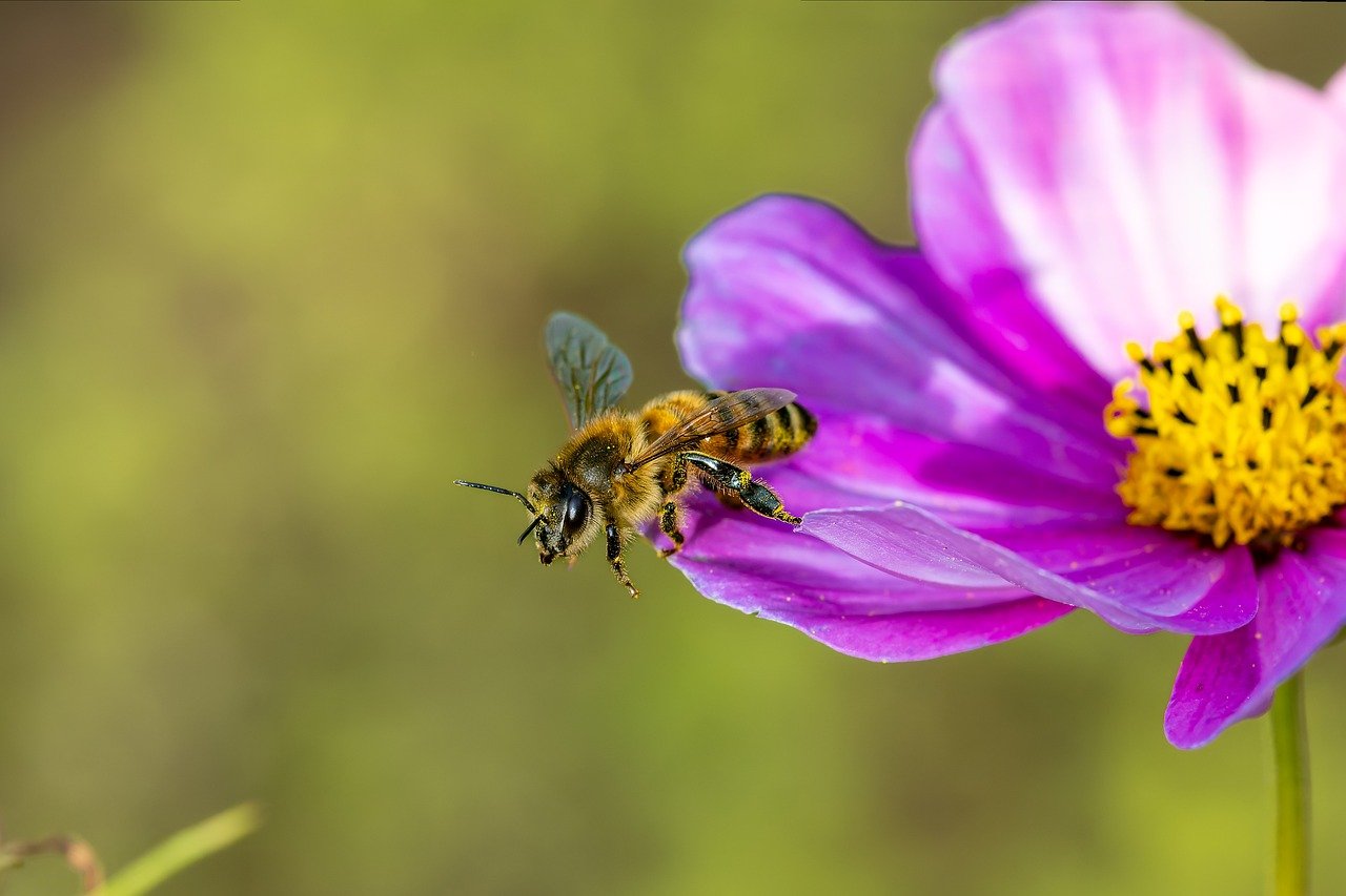 flower, pollinate, windows wallpaper, beautiful flowers, 4k wallpaper 1920x1080, fragrant, laptop wallpaper, honey bee, beautiful wallpaper, desktop backgrounds, insect, 4k wallpaper, close up, free wallpaper, mac wallpaper, full hd wallpaper, floral background, cool backgrounds, nature, flower wallpaper, nectar, wallpaper hd, free background, hd wallpaper, summer, wallpaper 4k, summer flower, violet flowers, background, flower background, bee in flight