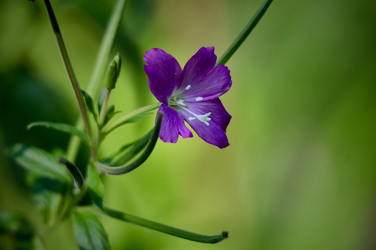 epilobium, pointed flower, purple flower, petals, hd wallpaper, beautiful flowers, flower wallpaper, background, nature