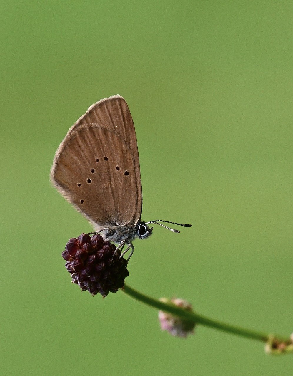 butterfly, burnet blue ant blue, meadow, summer, insect, close up, blossom, bloom, wing, hd background, bluish, butterflies, butterfly wings, nature