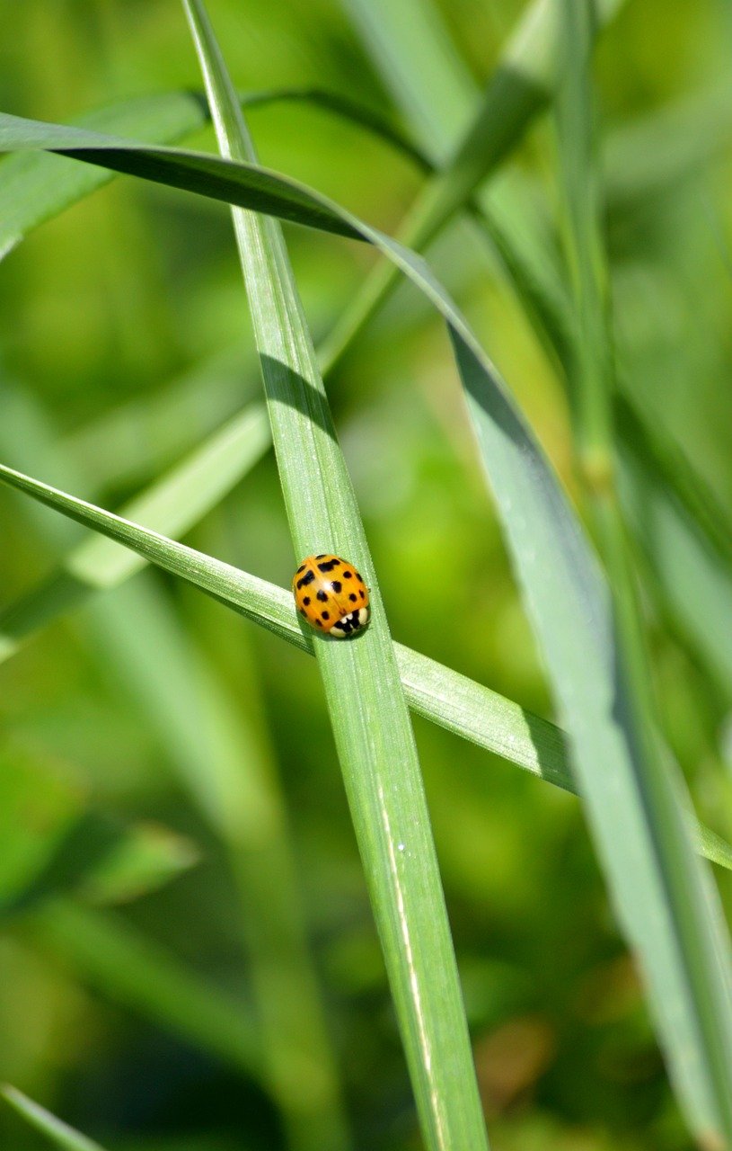 ladybug, flying beetle, insect, beetle, lucky charm, wildlife, nature, flora, fauna, phone wallpaper, animal, plants, hd background, nature wallpaper, hd wallpaper, nature background, grass, blades of grass, grasses, green