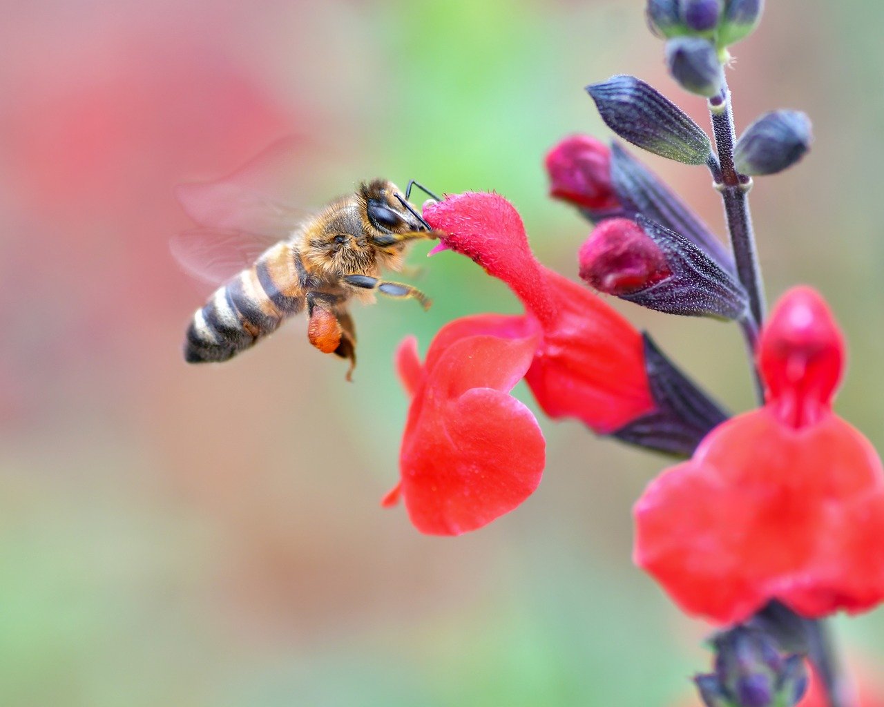 bee, insect, nature, pollination, fly, flower wallpaper, forage, beautiful flowers, flower background, flowers, red, violet