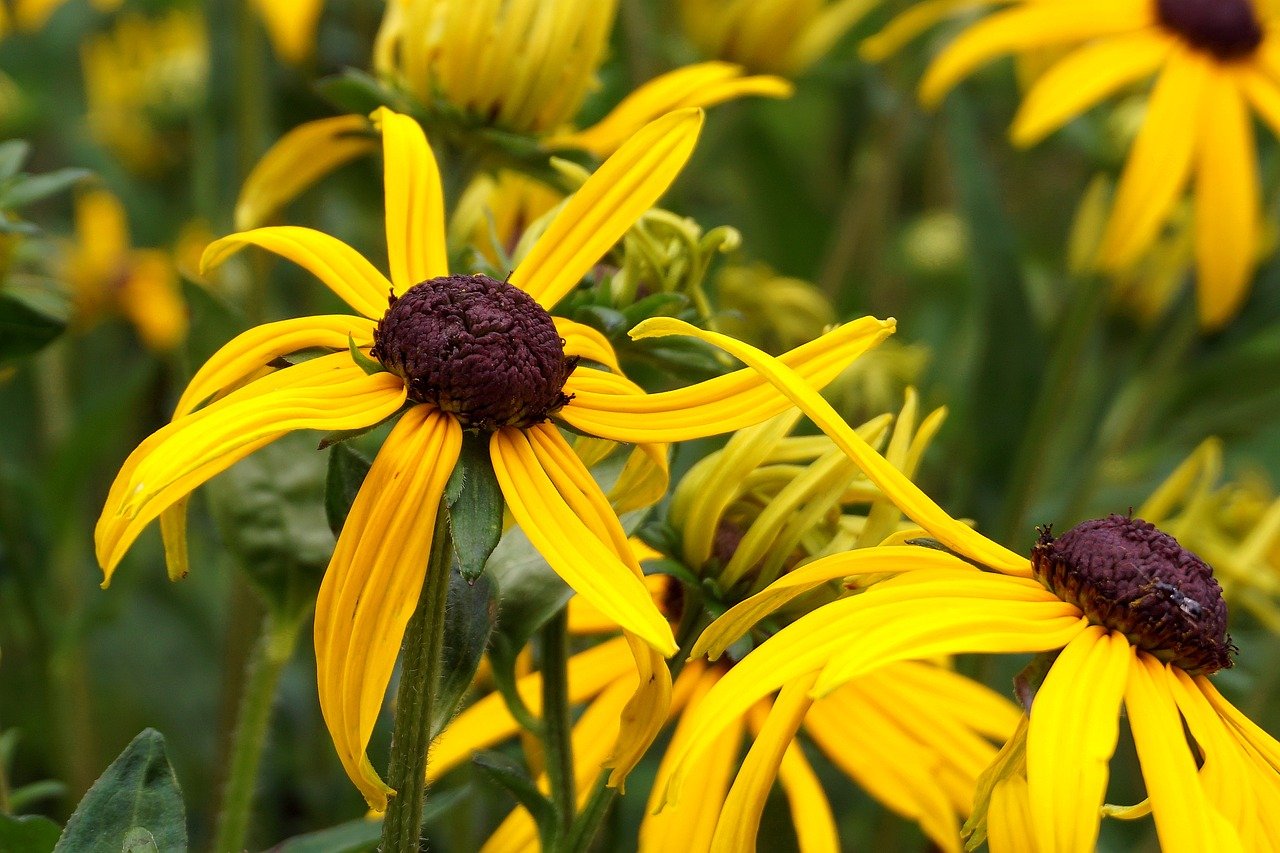 flower, rudbeckia, echinacea, angiosperms, orange flowers, asteraceae, goes away, hd wallpaper, flora, botany, plants, garden, close up, colorful, nature, wallpaper, coneflowers, cereal, leaves