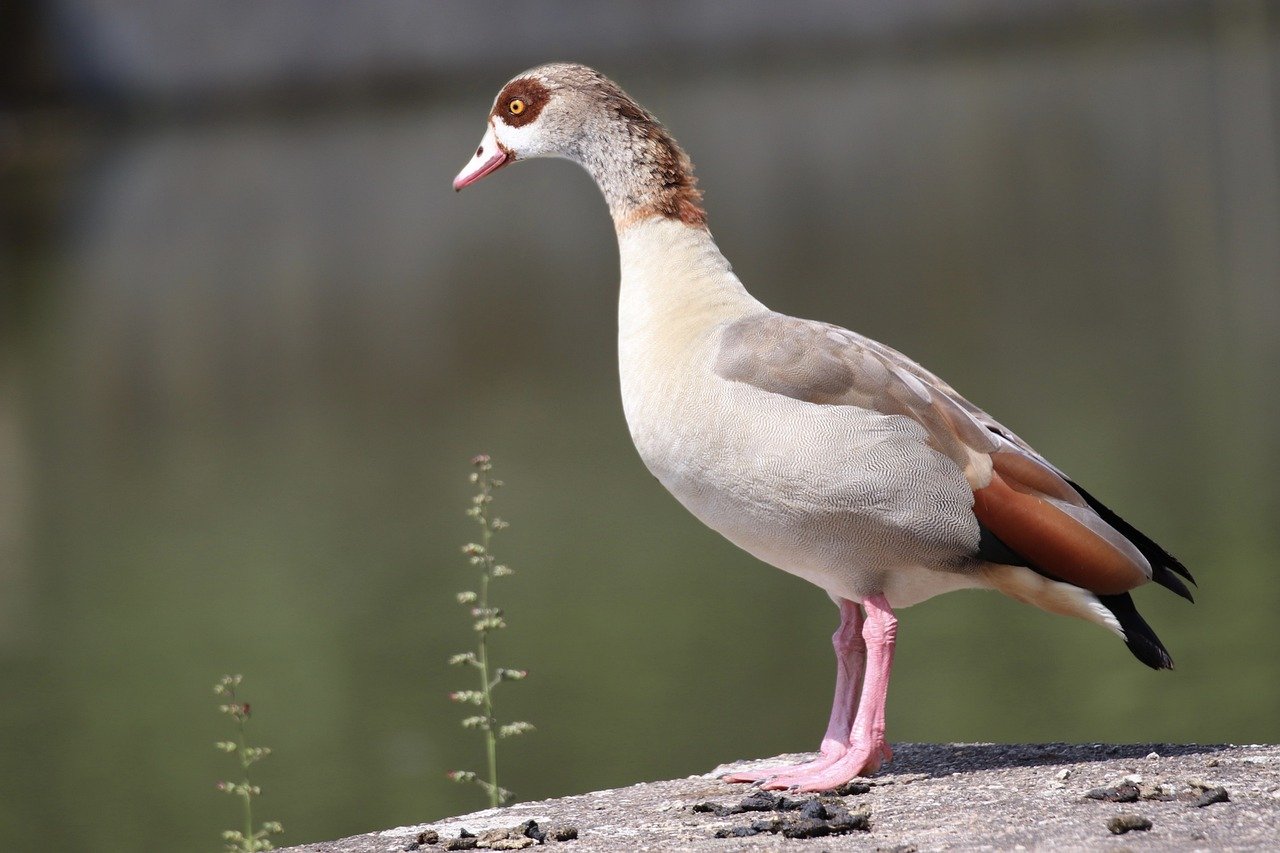 egyptian goose, wild goose, water bird, plumage, bird, animal