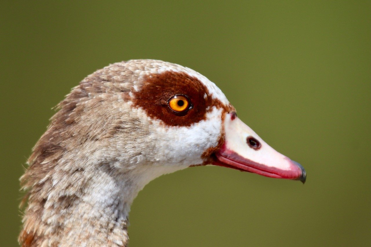 egyptian goose, wild goose, water bird, plumage, bird, animal, nature, beak