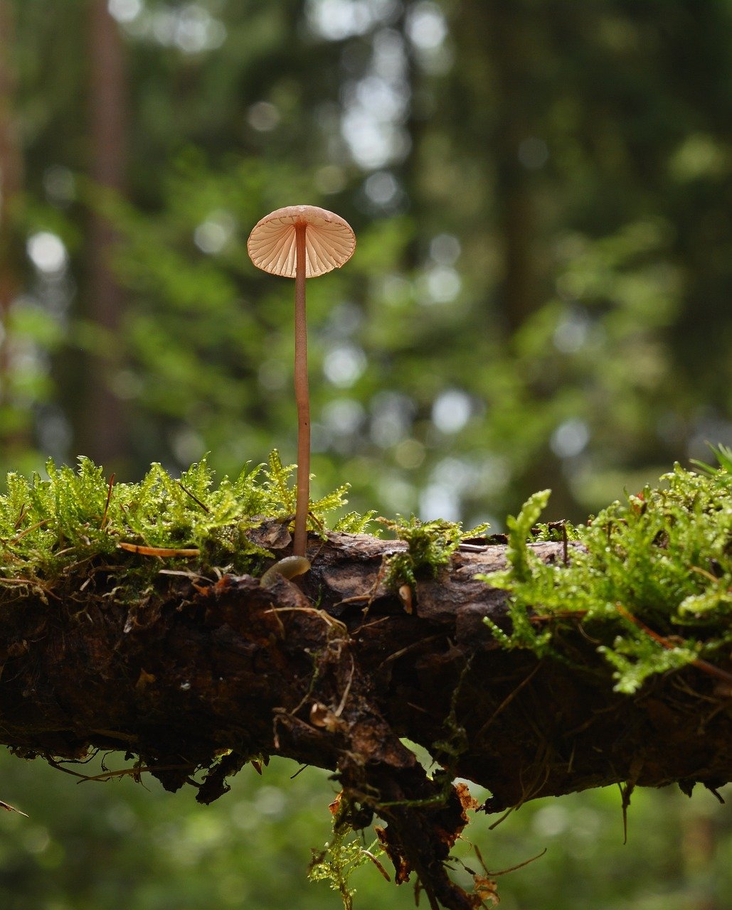 mushroom, helmling, moss, forest, close up, small mushroom, fungal science, hd background, branch, root