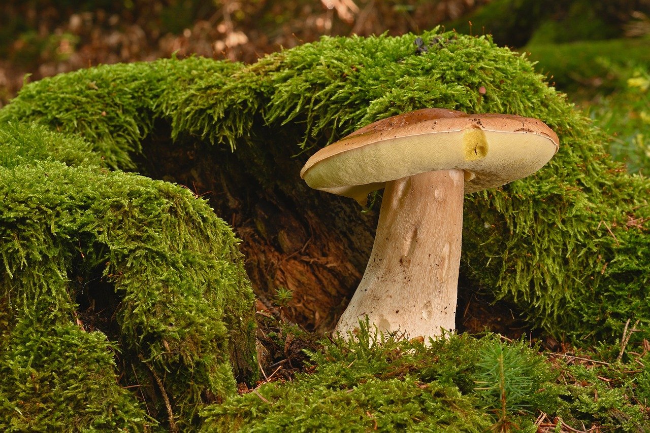 mushroom, forest, moss, noble rot, edible, close up, forest floor, nature