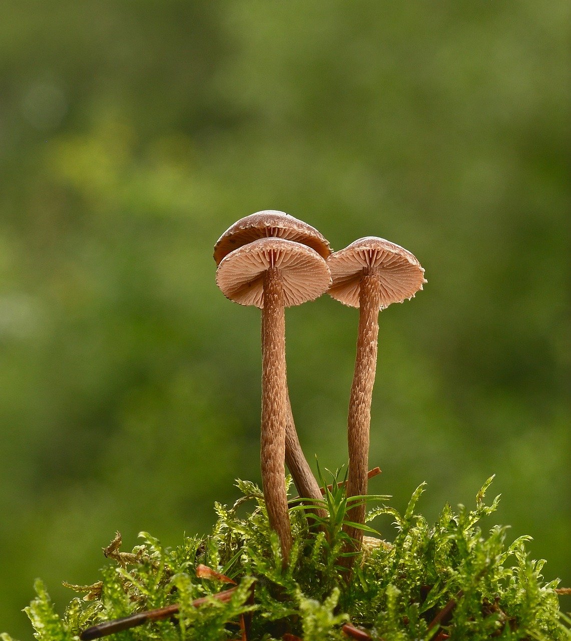 mushrooms, small mushrooms, forest, moss, mini mushroom, forest floor, nature, disc fungus, helmling, summer