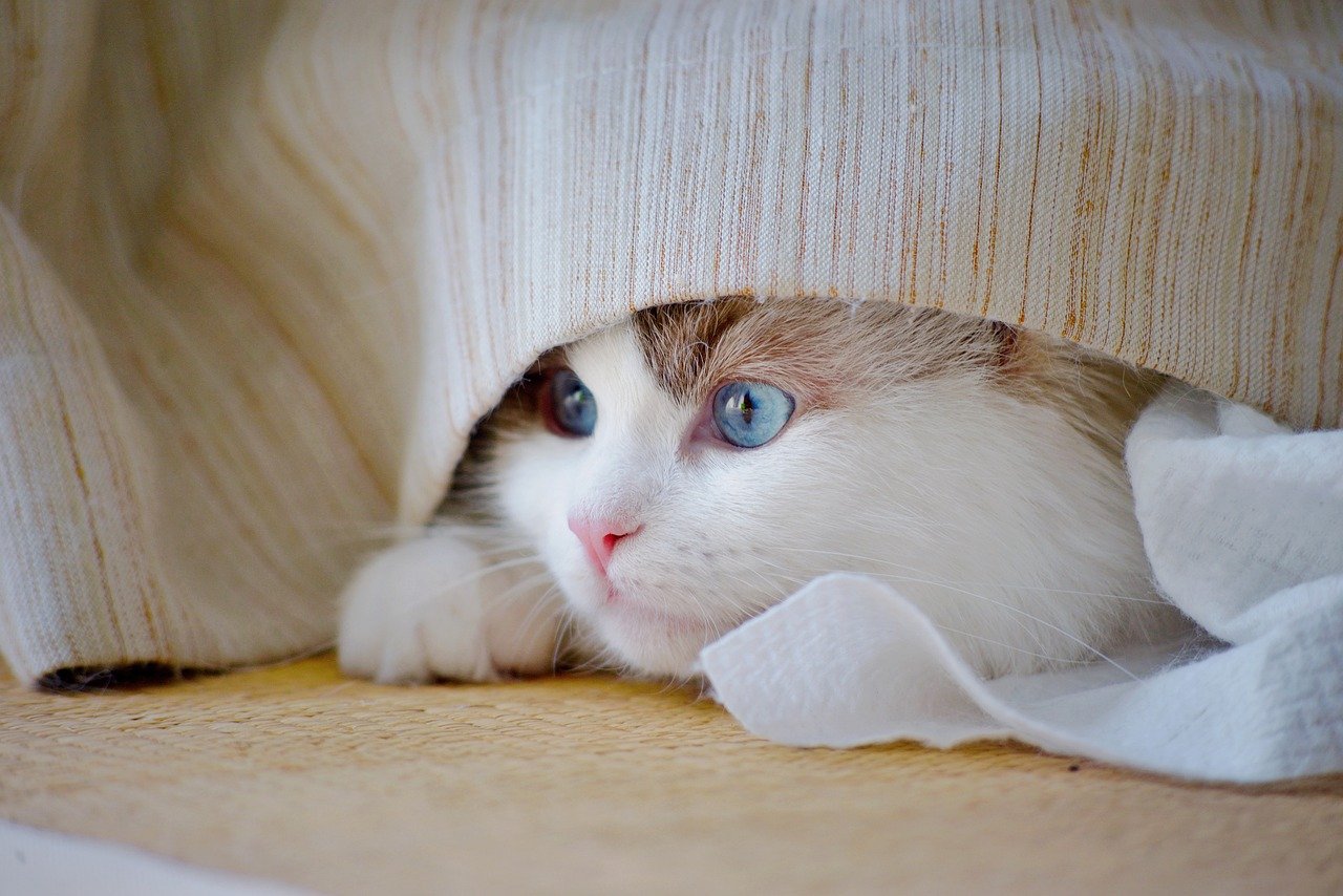 katt, natur, kattunge, djur, sällskapsdjur, däggdjur, vit katt, härlig, kattporträtt, cat ögon, vit, söt katt, hårig, kattfotografering