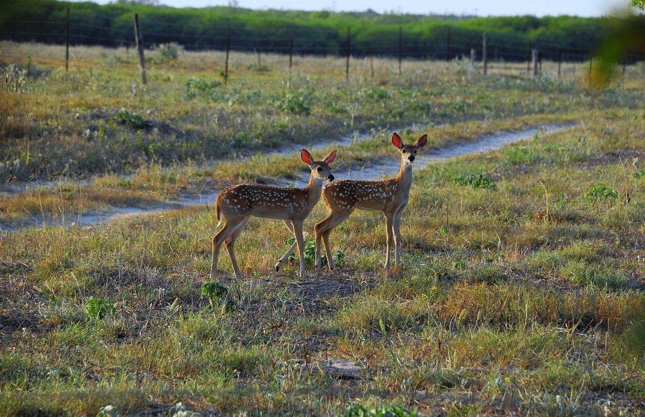 deer, nature, wildlife, animal, mammal, fawn