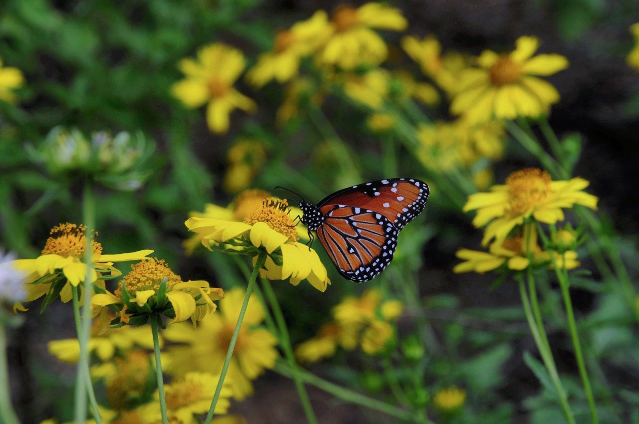 butterfly, nature, insect, wings, flower, pollinate