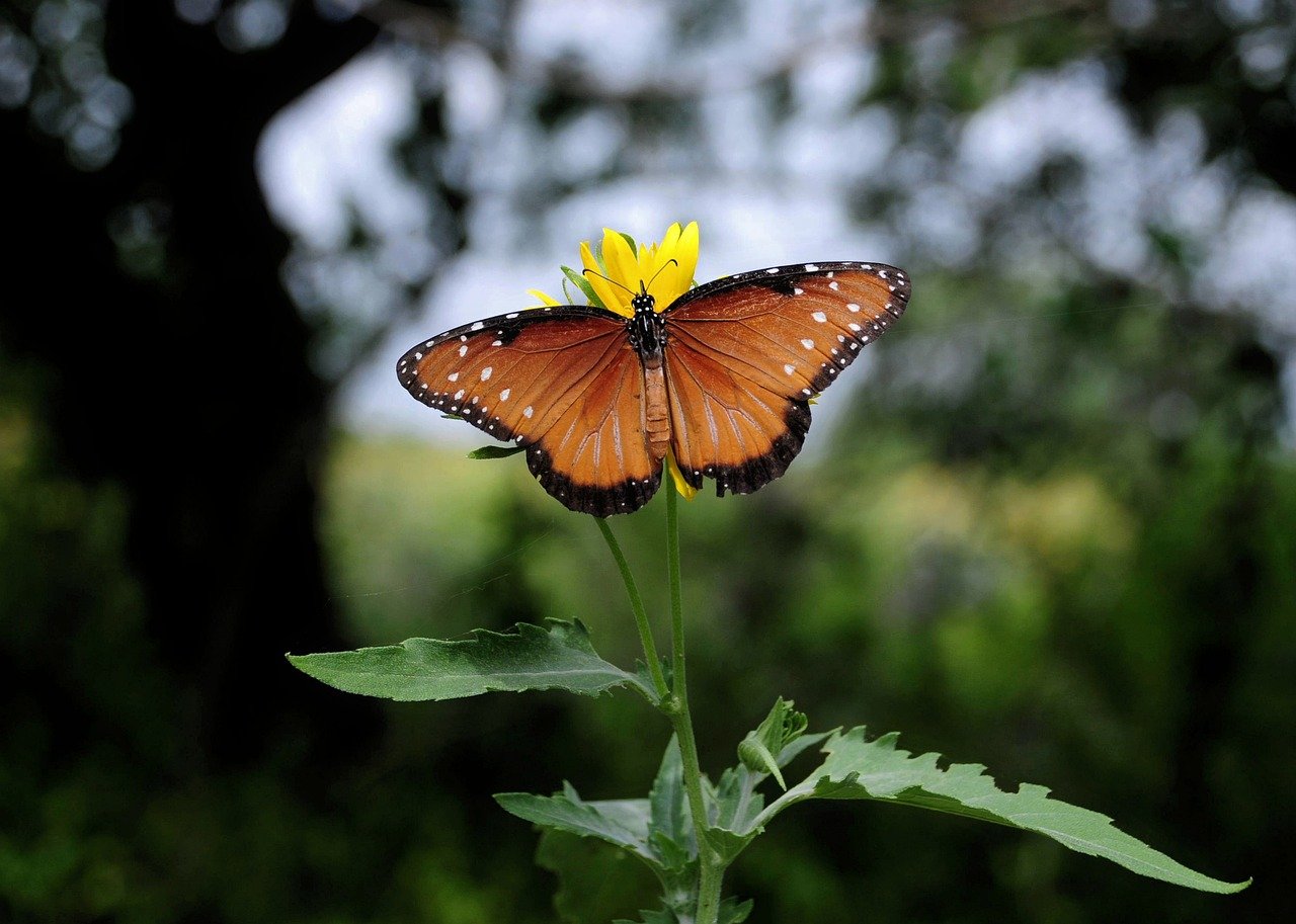 butterfly, nature, insect, flower, wings, pollinate