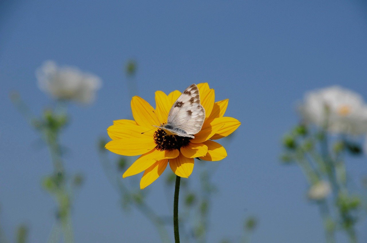 butterfly, nature, insect, wings, flower, pollinate