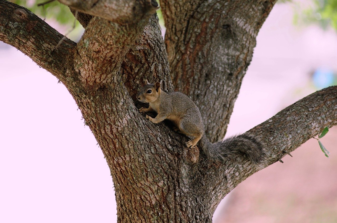 squirrel, animal, wildlife, rodent, mammal
