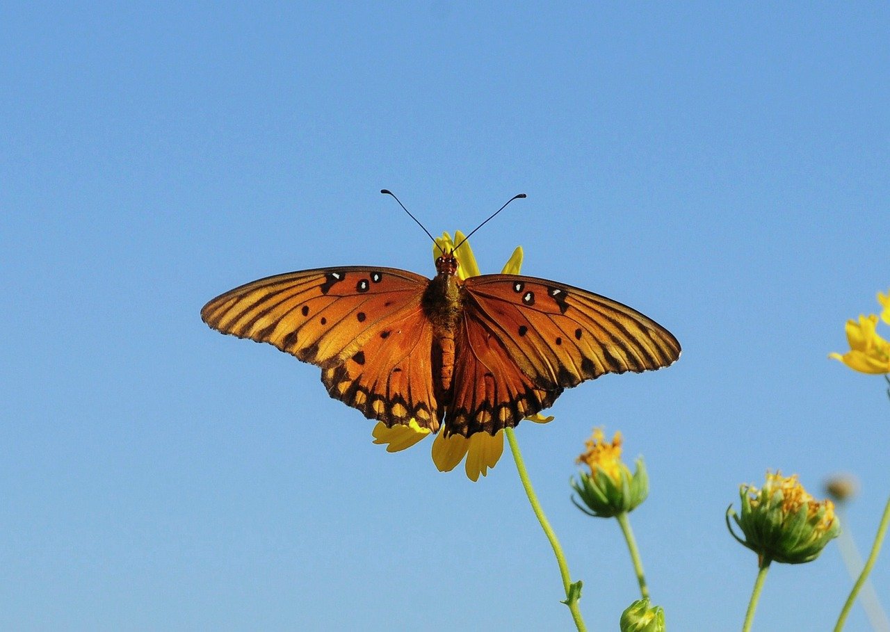 butterfly, nature, insect, wings, flower, pollinate