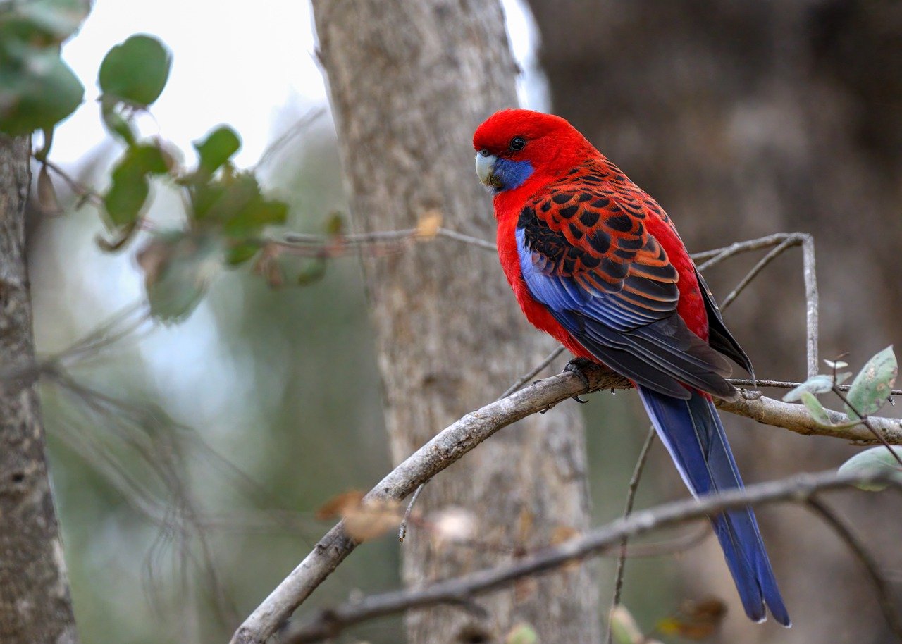crimson rosella, rosella, parrot, bird, animal, feathers, plumage, wildlife, nature, platycercus elegans, ornithology, avian, birdwatching, red bird, wings, colourful, wild, perched, australia, australian