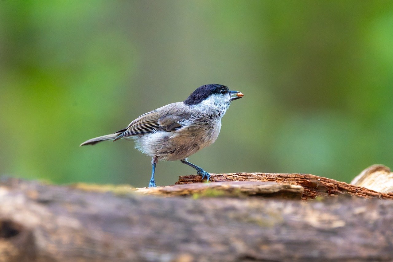 finch, bird, animal, feathers, plumage, wildlife, nature, bird watching, ornithology, beak, forest, wing, span, songbird, blackcap, sitting, old tree, bird food, little bird, fauna