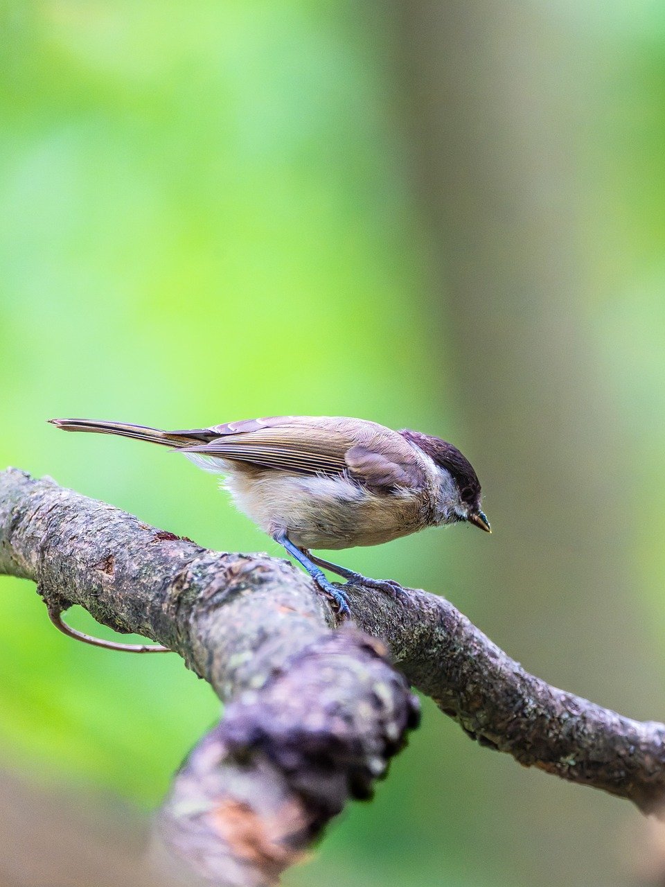 finch, bird, animal, feathers, plumage, wildlife, nature, bird watching, ornithology, beak, forest, wing, span, songbird, blackcap, sitting, old tree, bird food, little bird, fauna