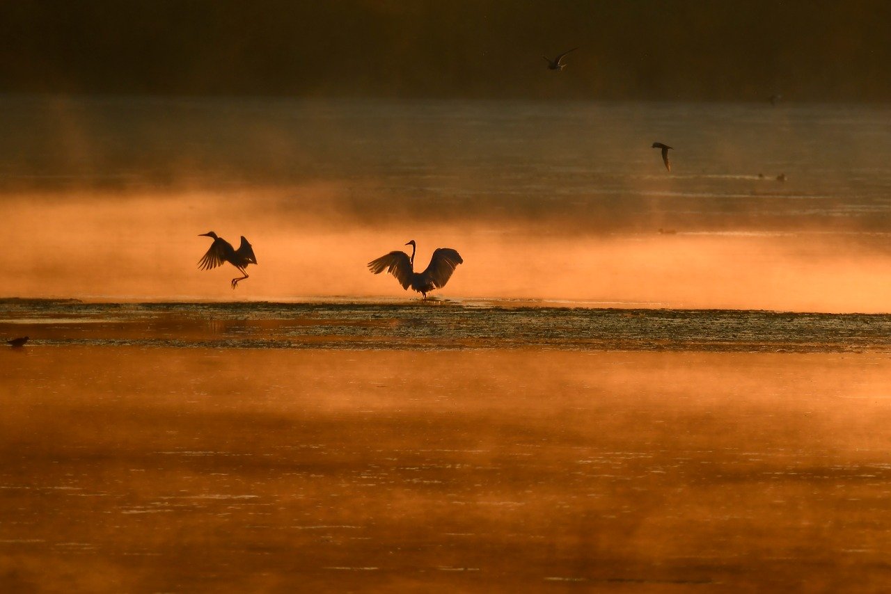 birds, herons, joint, sunrise, nature