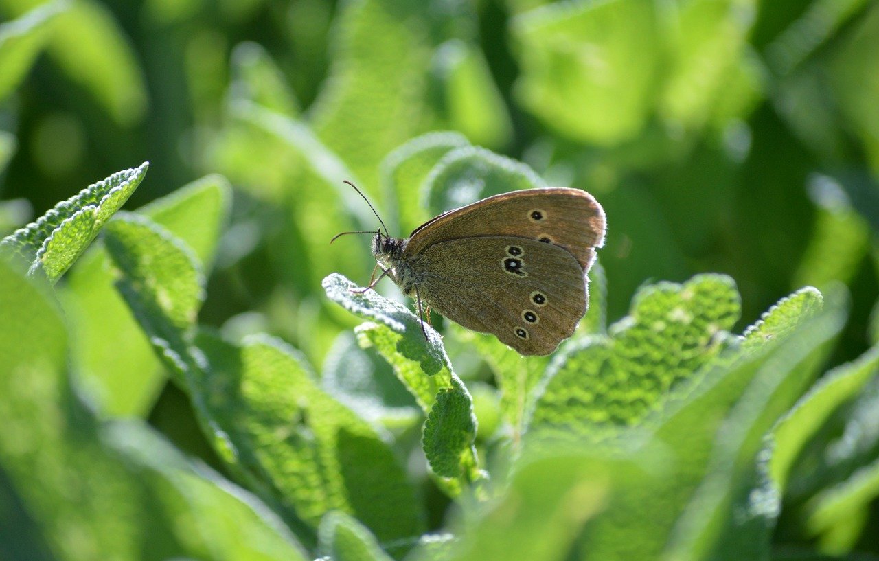 butterfly, brown forest bird, chimney sweeper, edelfalter, insect, entomology, nature, animal, nature wallpaper, butterflies, wildlife, sage, sage leaves, green, medicinal plant, garden spice plant, kitchen sage, seasoning, medicinal herbs