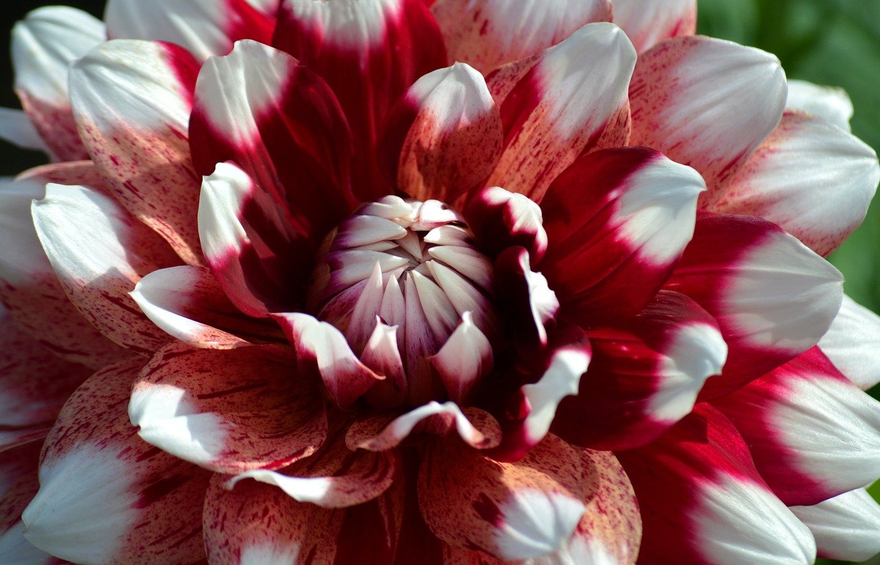 dahlia, composites, flower, blossom, bloom, plant, garden flower, garden, dahlia flower, to flourish, petals, close up, flora, summer, nature, hd wallpaper, floral background, flower wallpaper, flower background, beautiful bloom, flowers wallpaper